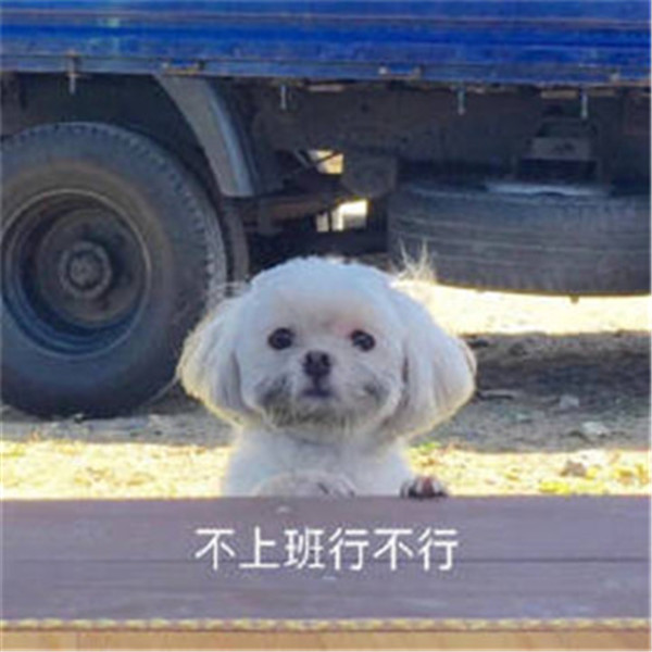 抖音2021年的第一个工作日图片表情包下载完整版图2