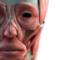 3d人体模型医生专用软件手机版