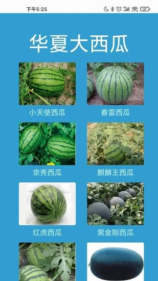 华夏大西瓜最新版图3