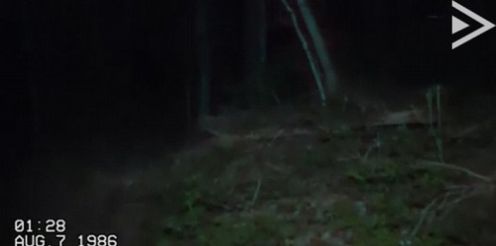 瘦长鬼影