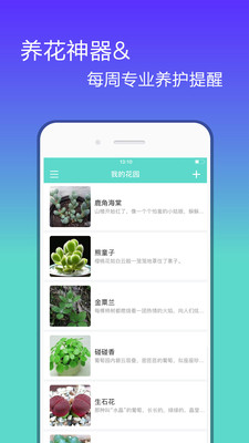 花信图1