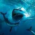 大白鲨模拟器LifeofGreatWhiteShark图标