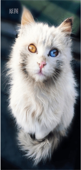 ArtPencilCamera图3