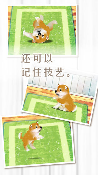 养育柴犬的治愈游戏图3