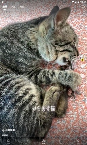 宠觅图1