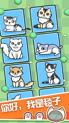 跑跑云养猫