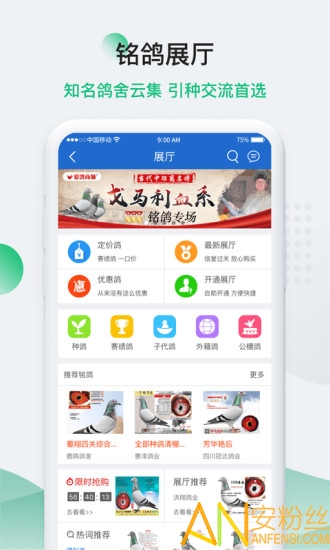 中国信鸽信息网图4