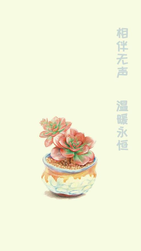 小墨多肉日记图1