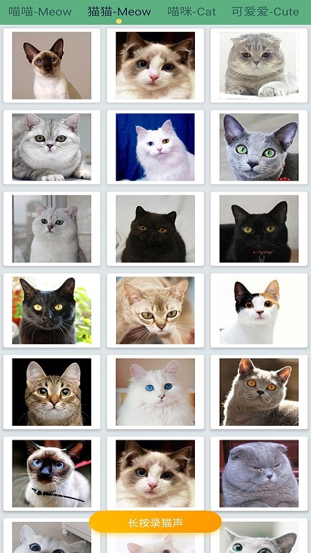 萌猫翻译神器图3