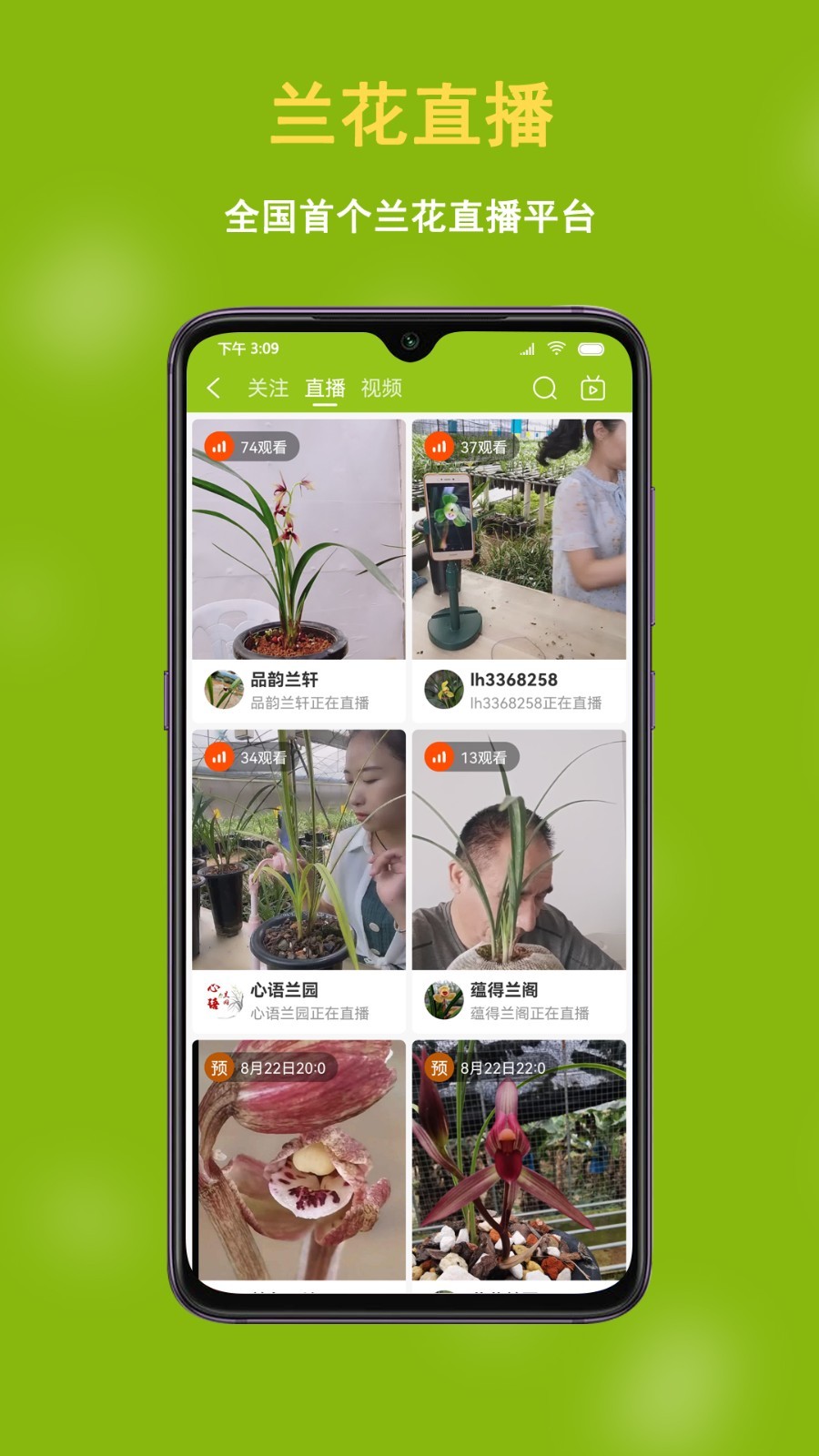 中国兰花交易网图3