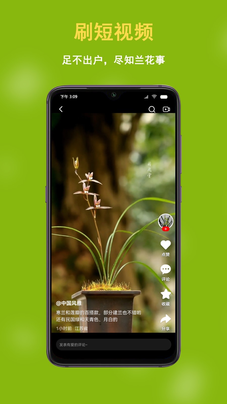 中国兰花交易网图4