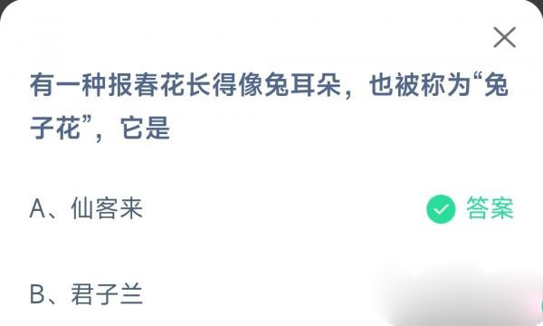 有一种报春花长得像兔耳朵也被称为兔子花它是