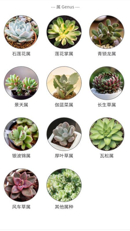 多肉植物陪护记图1