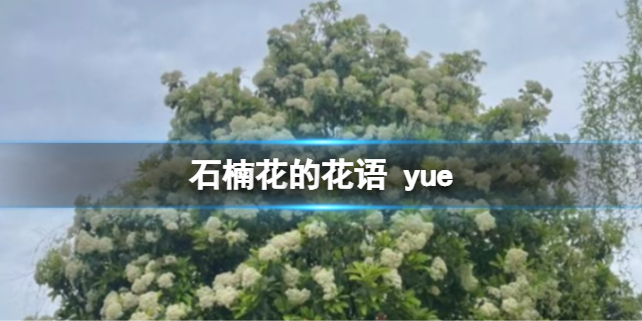 石楠花的花语yue石楠花是什么味道