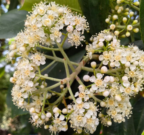 石楠花的花语yue石楠花是什么味道