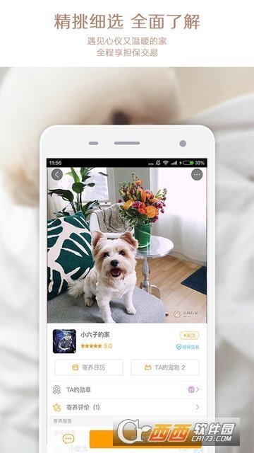 小狗在家宠物狗猫图1