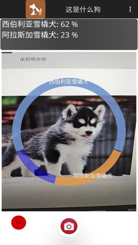 这是什么狗截图2