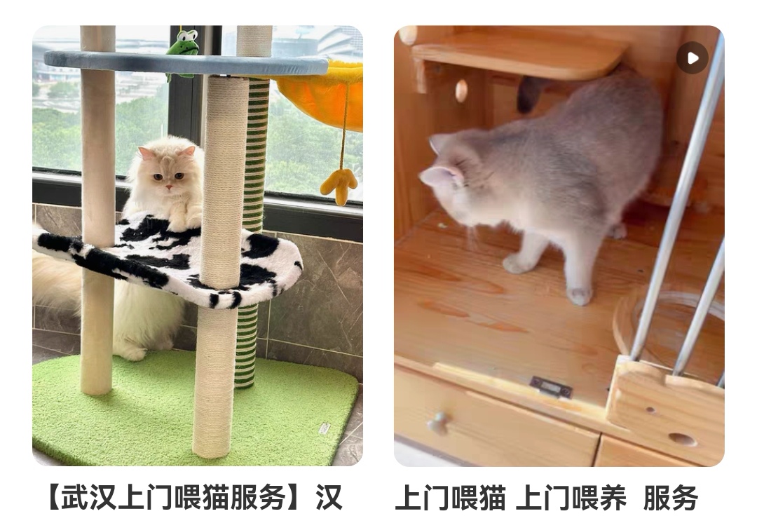 上门喂猫app哪个好 上门喂猫软件排行榜