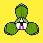 富贵兰转发赚钱