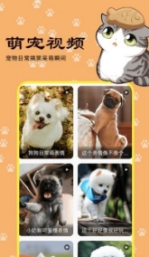 橙猫图2