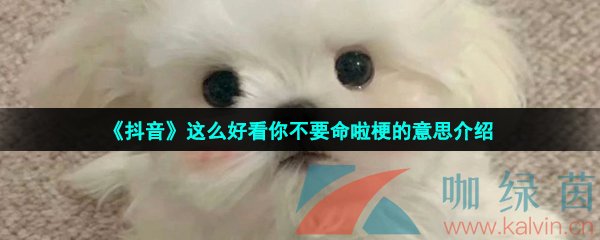 抖音这么好看你不要命啦梗的意思介绍