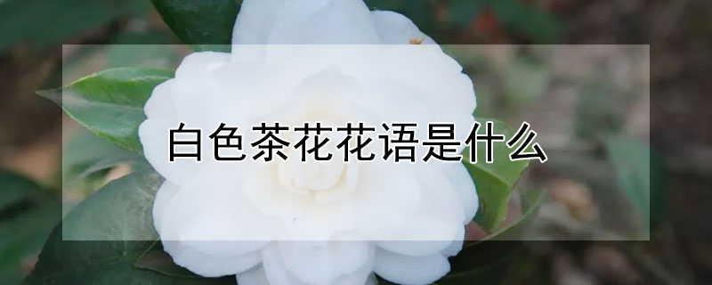 白色茶花花语是什么白色茶花的寓意介绍