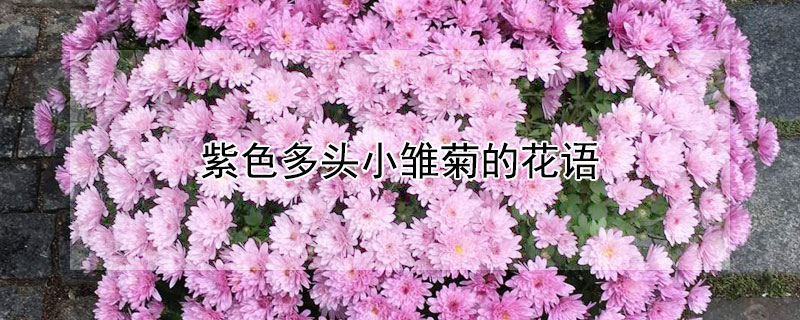 紫色多头小雏菊的花语是什么紫色多头小雏菊有哪些含义