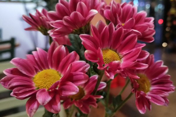 紫色多头小雏菊的花语是什么紫色多头小雏菊有哪些含义