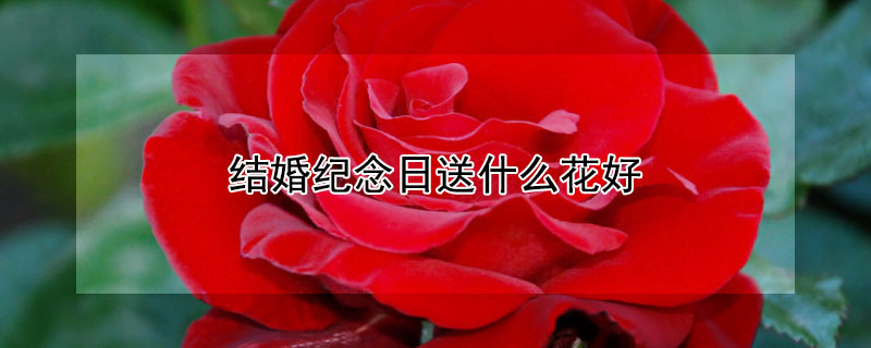 结婚纪念日送什么花好结婚纪念日适合送哪些花朵