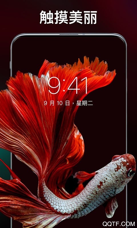 灵猫壁纸大全图4