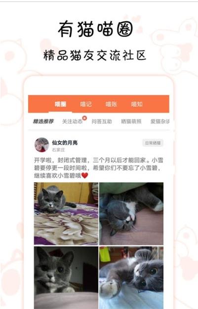 领喵领养猫咪图1