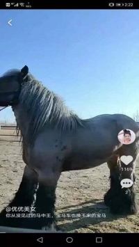 红小狗视频图2