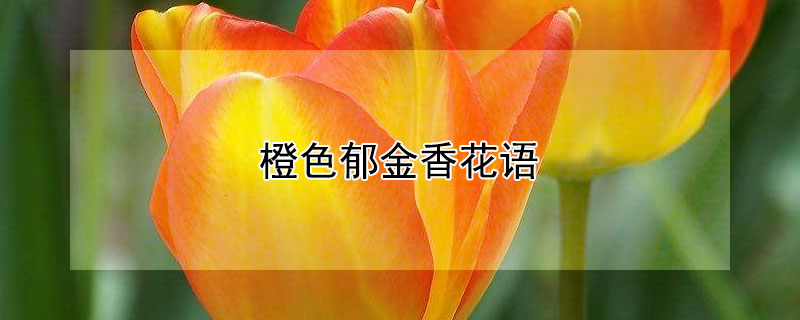 橙色郁金香花语是什么橙色郁金香有什么含义