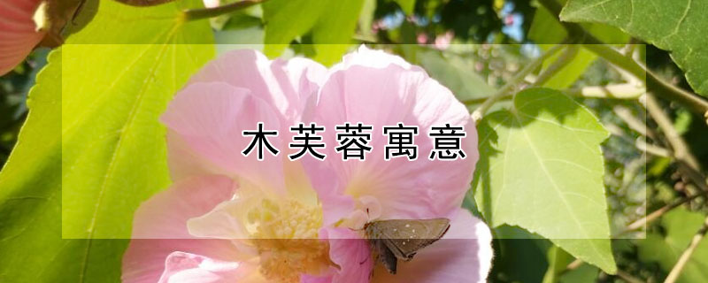 木芙蓉有什么寓意适合送给什么人