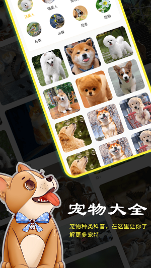 橙猫图5