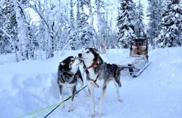 蚂蚁庄园：名犬哈士奇其实是一种