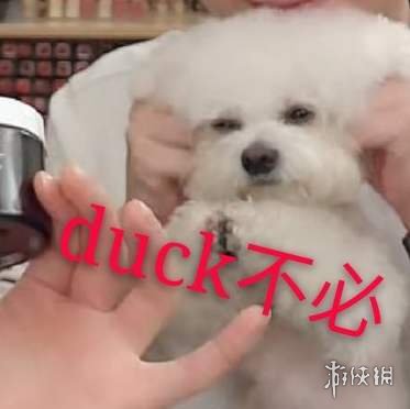 duck不必是什么意思duck不必表情包分享