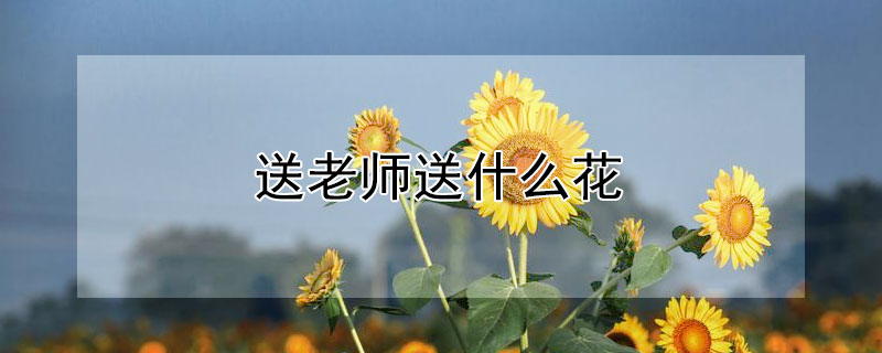 给老师送什么花哪些花可以送老师