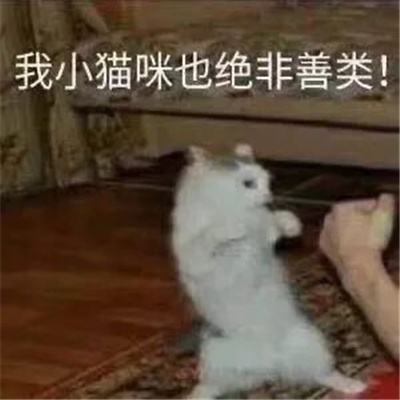 猫咪表情最新版合集猫猫拿捏我的精神状态