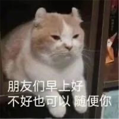 猫咪表情最新版合集猫猫拿捏我的精神状态