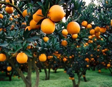秋季摘橘子的发朋友圈的说说晒摘橘子照片的文案