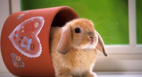 兔子更喜欢吃胡萝卜还是牧草蚂蚁庄园兔子喜欢吃的食物是什么