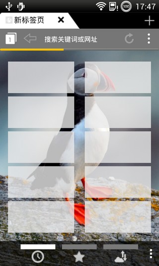 puffin