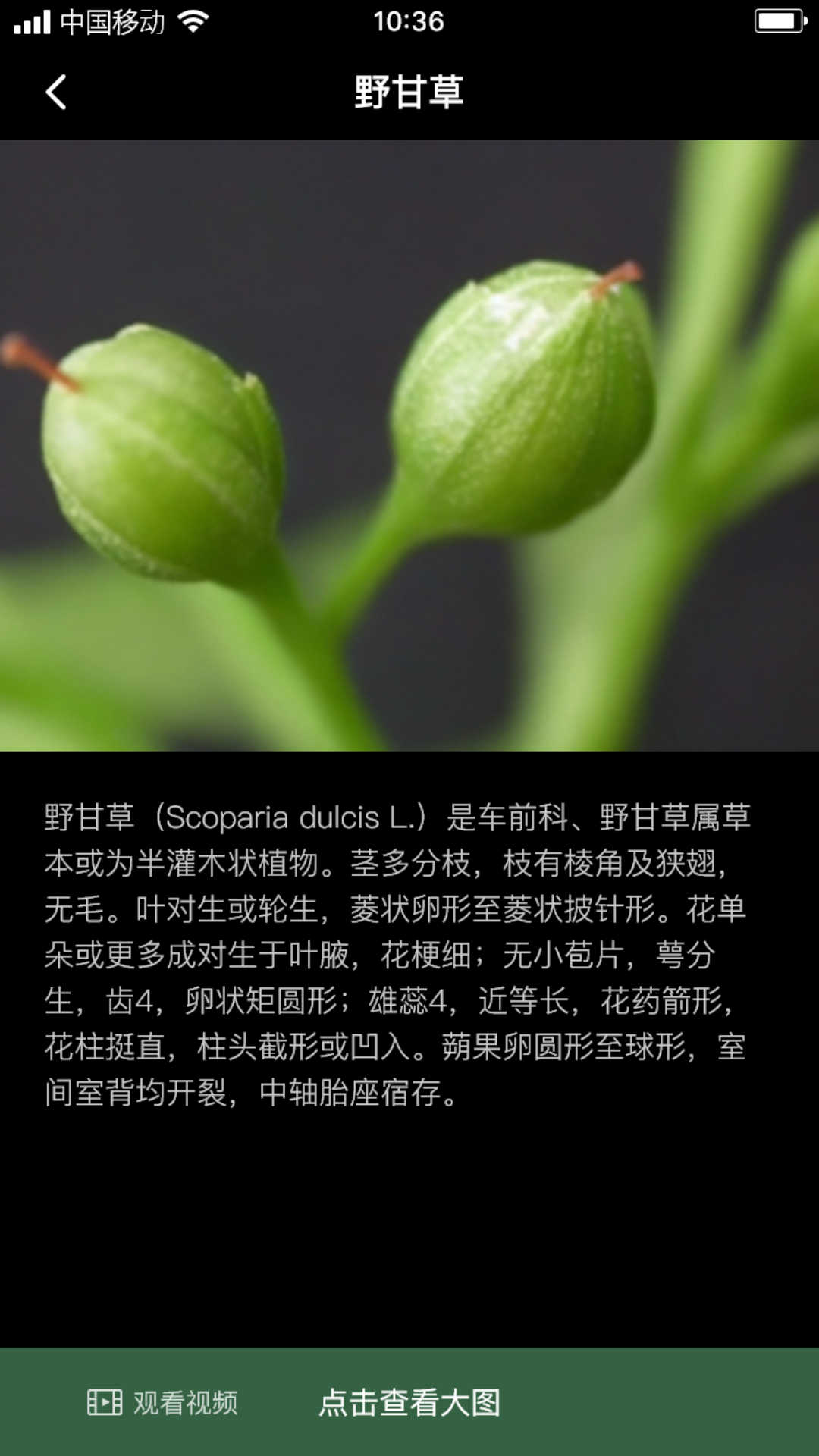 积学草图1