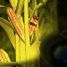玉米宝宝游戏Cornbabies: The Game
