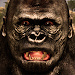 终极大猩猩模拟器游戏(Ultimate Gorilla Simulator)