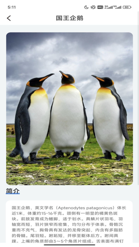 企鹅妙看图3