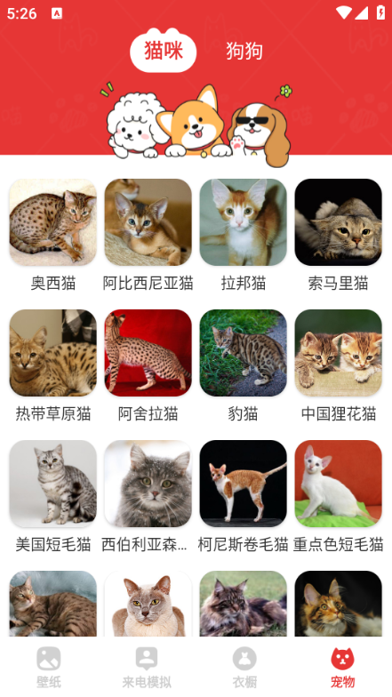 樱桃壁纸