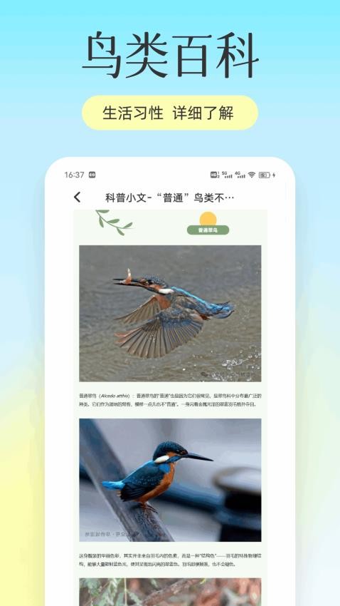回音鸟儿图2