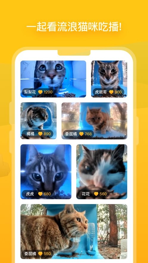 街猫app图2